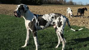 They succeeded, and the great dane made its way to america in the late 1800s and quickly attracted attention, becoming the fourth breed to be registered by the american kennel club (akc). Darby Plains Danes Breeders Ohio Usa Great Dane Supply