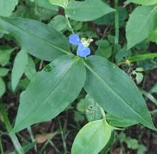 Image result for Aneilema petersii