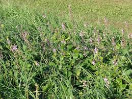 Image result for Desmodium intortum
