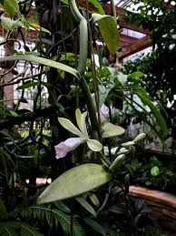 Image result for Vanilla polylepis