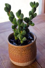 Image result for Delosperma spp.