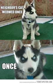Funny Angry Husky Dog Puppy Meme Funny Animals Funny Dog Memes