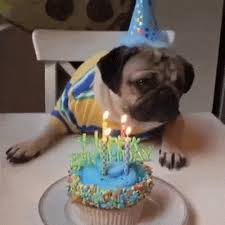 We did not find results for: Pug Gifs Page 2 Wifflegif