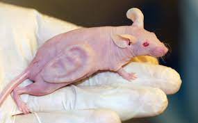 The human body for kids/learn about the human body for children/ear song. Exclusive Whatever Happened To The Mouse With The Ear On Its Back