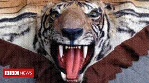Dogs mating with a partner, happy dogs. Trader Sold Extinct Tiger Skin Rugs On Ebay Bbc News