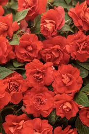 Image result for Impatiens wallerana