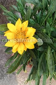 Image result for Berkheya setifera