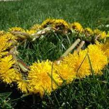How To Make A Dandelion Crown This Will Be Important I Have Three Daughters Lion Flower Dandelion Dandelion Flower