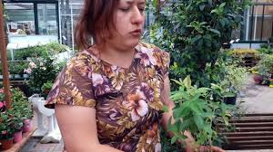 Iperico calicino della famiglia hypericaceae,pianta tipo arbustiva ideale per giardini tappezzante ,prende forma rotonda, non. Consigli Pratici Su Come Coltivare L Iperico Calicino Youtube