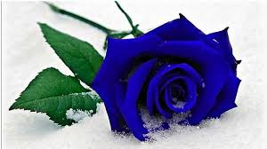 Flowers dp for whatsapp status hd flowers images. Flowers Profile Picture Wallpapers Images Flowers Rose Profile Picture Dp Pictures Photos Whatsapp Youtube