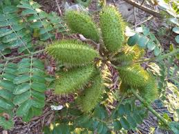 Some citrus trees with thorns outgrow them as the tree matures. Spiny Fruit Trees Along The Beach Steemit