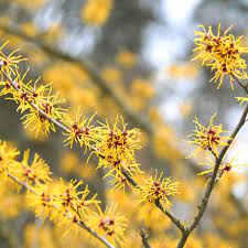 It's right under a japanese maple and i'd like to move it so i'd also appreciate information about its transplantability and root system. 18 Varieties Of Yellow Flowering Plants