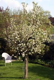 Pin Auf Garten Tipps Tricks