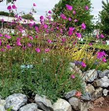 The best succulents with purple flowers are ceropegia woodii 'chain of hearts', echeveria perle von nurnberg, delosperma cooperi, epiphyllum purple haze, oscularia deloites. I Was Trying To Identify A Succulent With Bright P Flowers Forums
