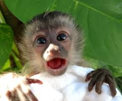 💡 how to buy where can i buy a pet monkey? Primate Store Monkeys For Sale
