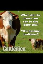 Cattle Humor Cows Funny Corny Jokes Cheesy Jokes