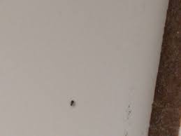 They look like black pieces of dirt and they i see them on the curtain from time to time. Fast Tiny Bug 367191 Ask Extension