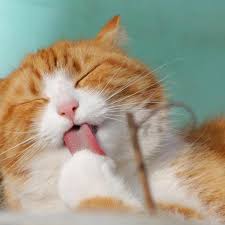 Today my cat started to lick her lips and drool little drops of spit,she also sneezed once,i'm wondering if she's sick or something,please help me. My Cat Is Overgrooming Causes Find Out Why
