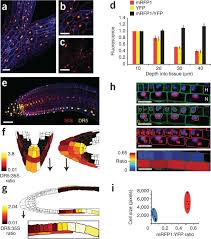 This cited by count includes citations to the following articles in scholar. Integrated Genetic And Computation Methods For In Planta Cytometry Nature Methods