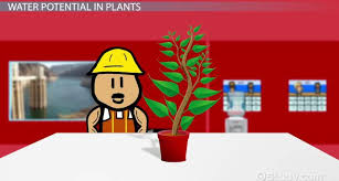 In a turgid plant cell the water potential is. What Is The Water Potential Of A Turgid Plant Cell Study Com