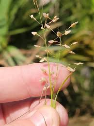 Image result for Eragrostis nindensis