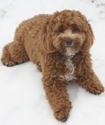 Pictures can be sent by email as this site says mine are. Chloe Is An Adoptable Cockapoo Dog In Chaska Mn Chloe Is An 8 1 2 Month Old Cockapoo Who Weighs 18 Lbs Sh Cockapoo Dog No Kill Animal Shelter Teddy Bear Dog