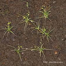 Image result for Subularia
