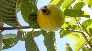 The jambu powder are derived from appropriate plants that have been studied and scientifically proven to possess beneficial effects. Meski Pahit Daun Jambu Biji Punya 11 Khasiat Besar Health Liputan6 Com
