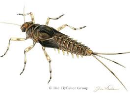 Taylorfishing Report 12 05 2012 Blue Winged Olive Fly Fishing Flies Trout Fly Fishing
