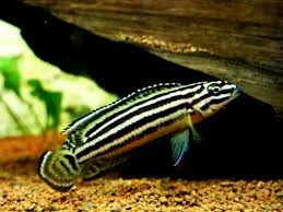 Julidochromis Regani Aquarium Fish Cichlids Cichlid Fish