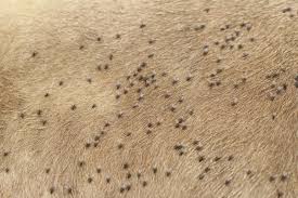 Clear the area of people and pets. 4 Natural Strategies For Farm Fly Control The Prairie Homestead