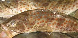 Ikan kerapu sendiri termasuk salah satu ikan konsumsi yang paling digemari. Jenis Ikan Kerapu Air Tawar Jual Kerapu Air Tawar Murah Harga Terbaru 2021 Jevt Online