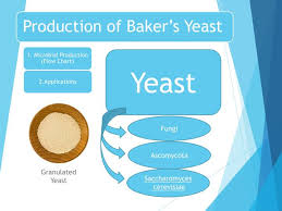 Ppt Production Of Bakers Yeast Powerpoint Presentation