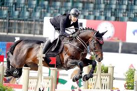 Nicolas touzaint & absolut gold*hdc, propriété de s.a.r.l. Ut Majeur De Brecey Selle Francais Stallion Home Facebook