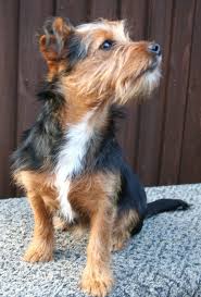 Black And Tan Jack Russell Puppies For Sale In Yorkshire Tuppy Front Jpg 1083 1600 Terrier Mix Jack Russell Jack Russell Terrier