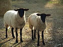 Mouton — Wikipédia