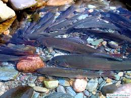 Puteshestvie Sibirskogo Hariusa Baikalfishing Ru