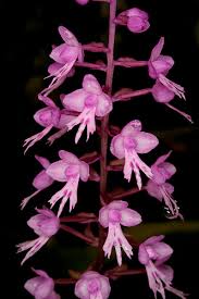 Image result for Stenoglottis