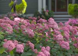 Check spelling or type a new query. 20 Plants And Flowers To Include In Your Zone 5 Garden Dengarden