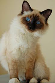 Deviantart More Like Sacred Birman By Midnightcookie Races De Chats Chat Sacre De Birmanie Chats Et Chatons
