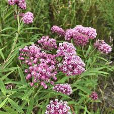 Image result for Asclepias