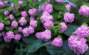 How to make garden soil less acidic. Garden Soil Ph Blue Hydrangeas And Unhappy Azaleas