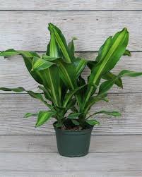 Image result for Dracaena fragrans