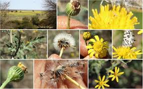 Image result for Senecio consanguineus