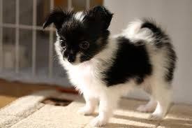 Black And White Papillon Dog Papillon Puppy Papillon Puppy Papillon Dog Cute Puppies
