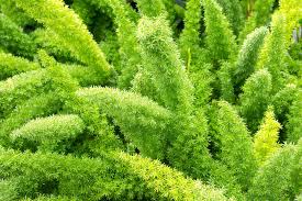It is not a fern, however, but a member of the asparagus family. Foxtail Fern Desert Horizon Nursery