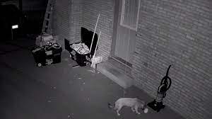Keeping your dog in your yard without a fence: How To Keep Neighbor S Dog Out Of My Yard 9 Methods Tested Reolink Blog