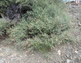 Image result for Indigofera heterotricha