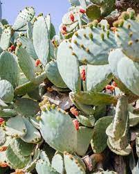 Check spelling or type a new query. How To Grow And Care For Spineless Prickly Pear Cactus Florgeous