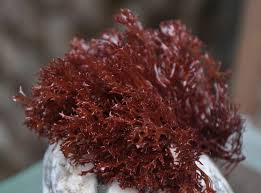 Image result for Polystachya macropoda